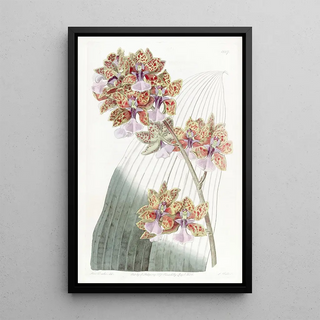 Sydenham Edwards - Mr Lances Oncidium.webp