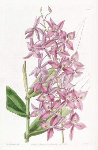 Sydenham Edwards - Mr Skinners Epidendrum.webp