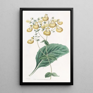 Sydenham Edwards - Mr W Herberts Calceolaria.webp