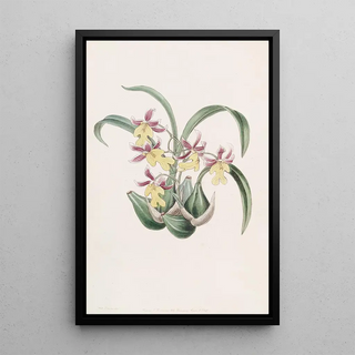 Sydenham Edwards - Mr Warners Toothtongue.webp