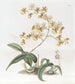 Oncidium von Frau Arnold Harrison - Sydenham Edwards — Ansicht des Kunstwerks