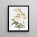 Oncidium von Frau Arnold Harrison - Sydenham Edwards — gerahmtes Bild an der Wand