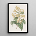 Cestrum orangé - Sydenham Edwards — gerahmtes Bild an der Wand