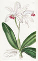 Cattleya intermédiaire a fiori pallidi - Sydenham Edwards — vista dell’opera