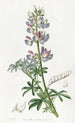 Lupin bunt - Sydenham Edwards — Ansicht des Kunstwerks