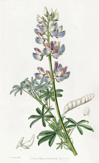 Sydenham Edwards - Partycoloured Lupine.webp