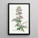Lupin bunt - Sydenham Edwards — gerahmtes Bild an der Wand