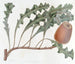 Banksia prostrée - Sydenham Edwards — Ansicht des Kunstwerks
