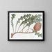 Banksia prostrée - Sydenham Edwards — gerahmtes Bild an der Wand