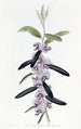 Hovea pourpre - Sydenham Edwards — Ansicht des Kunstwerks
