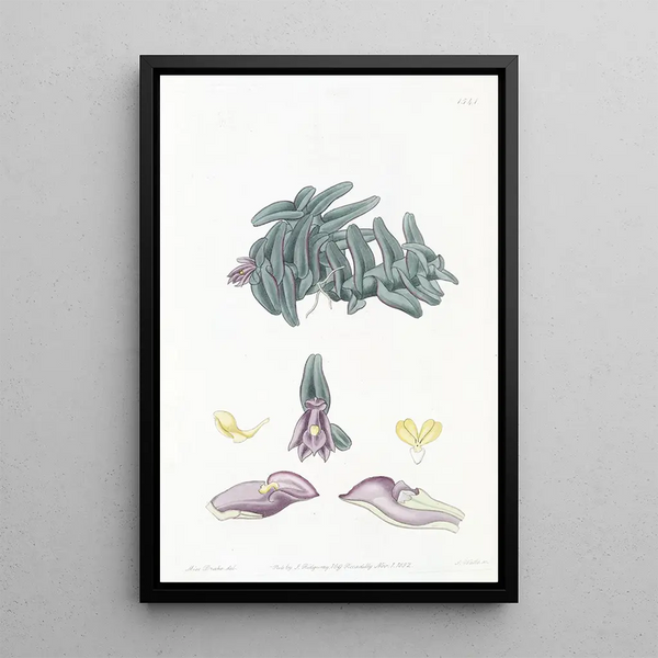 Sydenham Edwards - Purple Nanodes.webp
