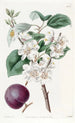 Abricot à fruits pourpres - Sydenham Edwards — vista dell’opera