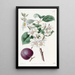 Abricot à fruits pourpres - Sydenham Edwards — quadro incorniciato alla parete