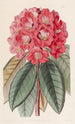 Rhododendron Rollissonii - Sydenham Edwards — Ansicht des Kunstwerks