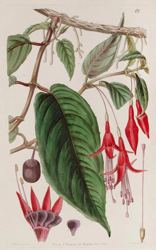 Sydenham Edwards - Rooting Fuchsia.webp