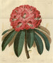 Rhododendron arboricole rose - Sydenham Edwards — Ansicht des Kunstwerks