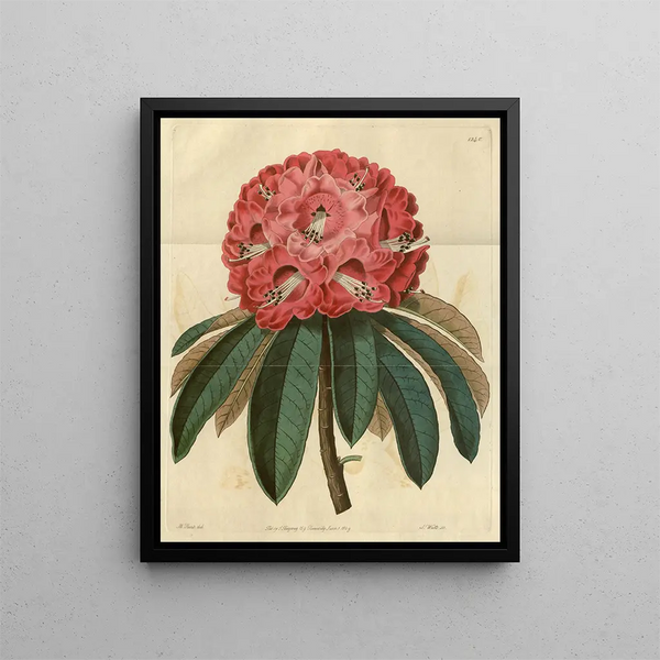 Sydenham Edwards - Rosecoloured Tree Rhododendron.webp