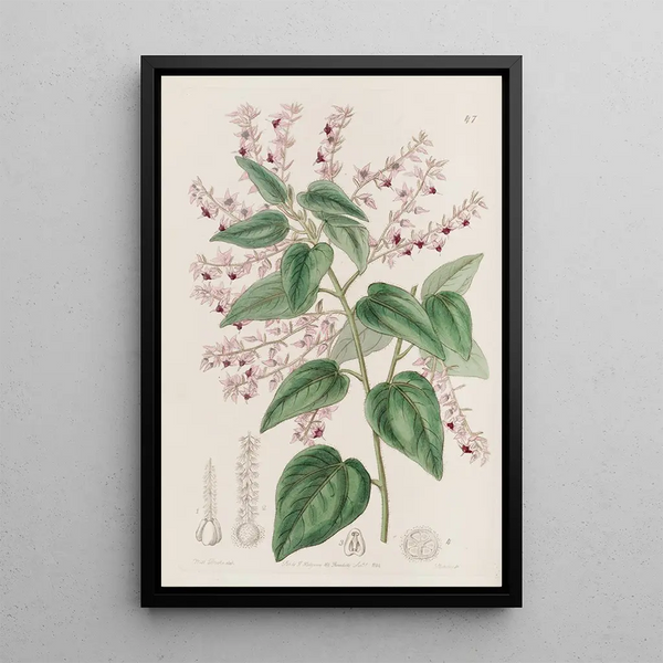 Sydenham Edwards - Rosyarmed Corethrostylis.webp