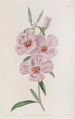 Godetia rosso-porpora - Sydenham Edwards — vista dell’opera
