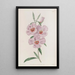 Godetia rosso-porpora - Sydenham Edwards — quadro incorniciato alla parete