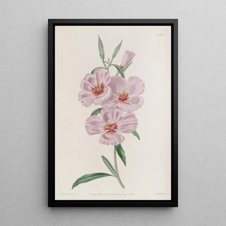 Sydenham Edwards - Ruddy Godetia.webp