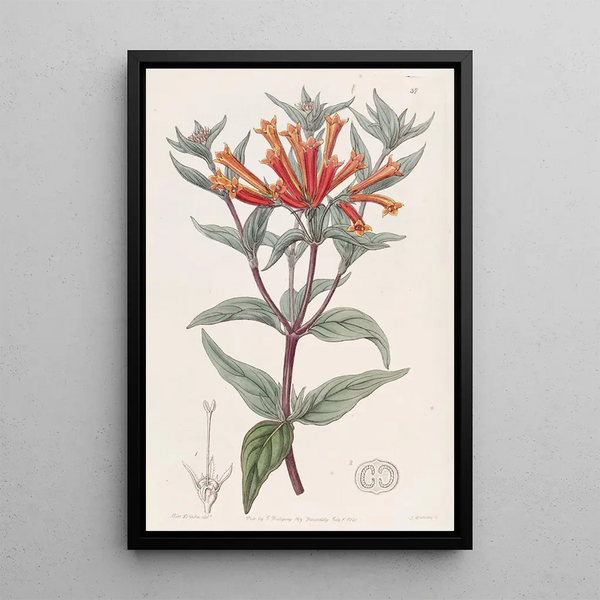 Sydenham Edwards - Scarlet Bouvardia.webp