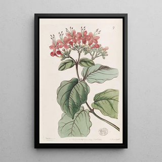 Sydenham Edwards - Scarlet Glorytree.webp