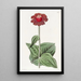 Zinnia écarlate - Sydenham Edwards — gerahmtes Bild an der Wand