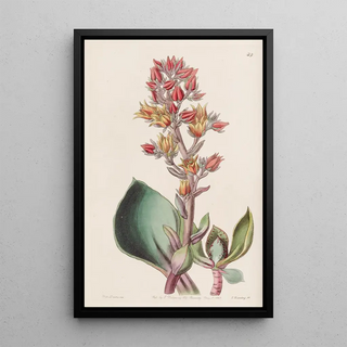 Sydenham Edwards - Sharpleaved Echeveria.webp