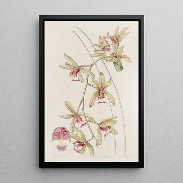 Sydenham Edwards - Shortlipped thickleaved Cymbidium.webp