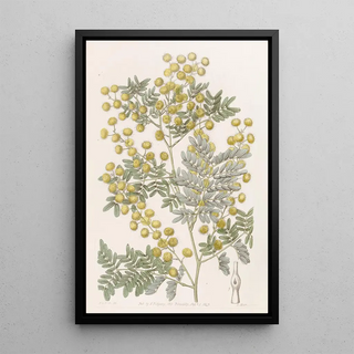 Sydenham Edwards - Showy Acacia.webp