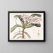 Pianta aerea di Sir Richard Brooks - Sydenham Edwards — quadro incorniciato alla parete