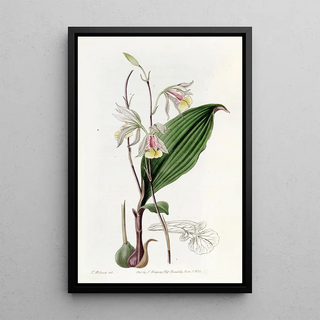 Sydenham Edwards - Slender Bletia.webp