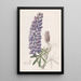 Lupin with elongated fruits - Sydenham Edwards — framed artwork on a wall