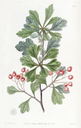 Sydenham Edwards - Smallfruited Thorn.webp
