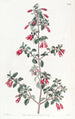 Fuchsia à petites feuilles - Sydenham Edwards — vista dell’opera