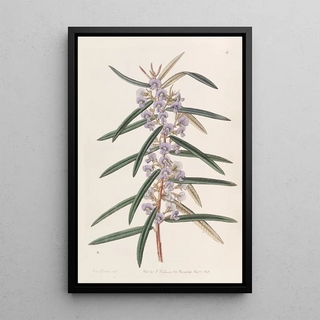 Sydenham Edwards - Spikeletted Hovea.webp