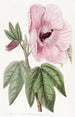 Hibiscus splendide - Sydenham Edwards — vista dell’opera