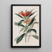 Blushwort tacheté - Sydenham Edwards — quadro incorniciato alla parete