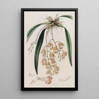 Sydenham Edwards - Spotted Burlingtonia.webp