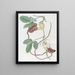 Cattleya tacheté - Sydenham Edwards — gerahmtes Bild an der Wand