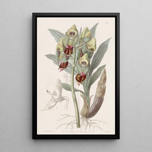 Sydenham Edwards - Spotted Feelerbloom.webp