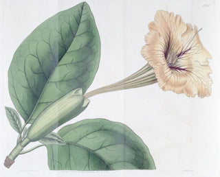 Solandra à fleurs tachetées - Sydenham Edwards — Ansicht des Kunstwerks