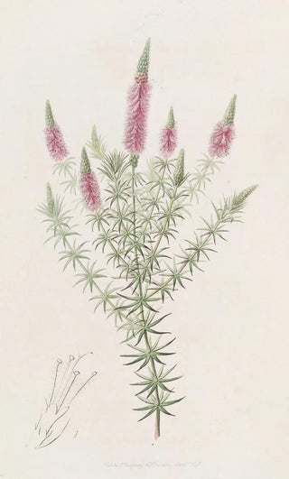 Sydenham Edwards - Starry Dysophyll.webp