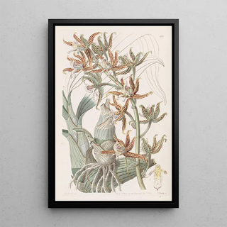 Sydenham Edwards - Streaked Mermodes.webp