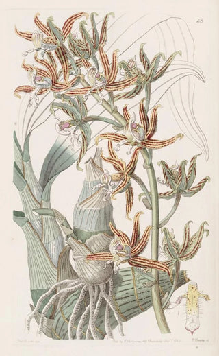 Sydenham Edwards - Streaked Mermodes.webp