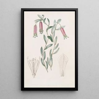 Sydenham Edwards - Sweet Collania.webp