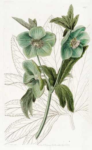 Sydenham Edwards - Sweet Hellebore.webp