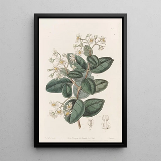 Sydenham Edwards - Sweetscented Boldu.webp