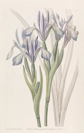 Sydenham Edwards - Sweetscented Iris.webp